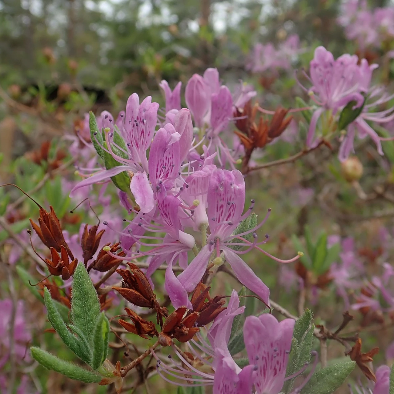 R. canadense